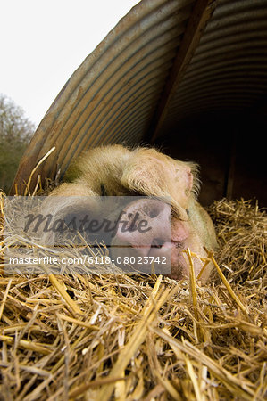 A large pig lying down under a pig ark shelter, in deep straw bedding.