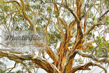 Eucalyptus Tree, Great Sandy National Park, Queensland, Australia