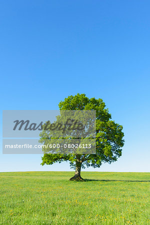 Oak Tree in Spring, Grebenhain, Vogelsberg District, Hesse, Germany