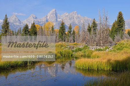 Schwabacher Landing with Teton mountain range in background, autumn, Jackson Hole, Grand Teton National Park, Wyoming, USA Schwabacher Landing with Teton mountain range in background, autumn, Jackson Hole, Grand Teton National Park, Wyoming, USA