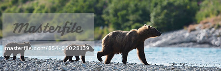 Panoramic Of Brown Bear Sow And Cubs On The Shore Of Mikfik Creek, Mcneil River State Game Sanctuary, Southwest Alaska, Summer