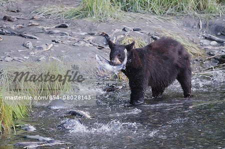 Black Bear (Ursus Americanus) Stands In Spawning Creek With Dripping Pink Salmon (Oncorhynchus Gorbuscha) In Mouth, Valdez, Alaska, Summer
