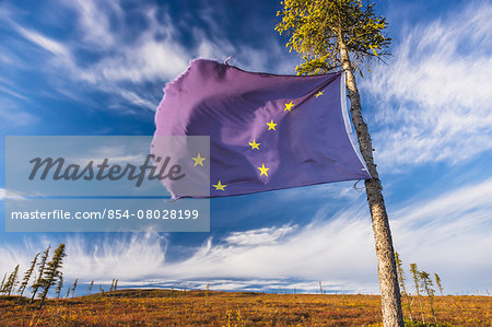An Alaskan Flag Tied To A Black Spruce Tree Marks The Location Of A Good Blueberry Patch Alonside The Steese Highway North Of Fairbanks On A Sunny Fall Day, Fall Foliage, Fairbanks, Interior Alaska, Usa.