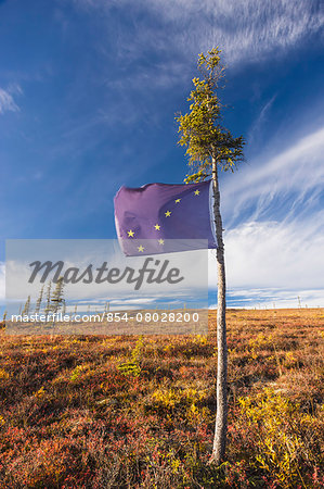 An Alaskan Flag Tied To A Black Spruce Tree Marks The Location Of A Good Blueberry Patch Alonside The Steese Highway North Of Fairbanks On A Sunny Fall Day, Fall Foliage, Fairbanks, Interior Alaska, Usa.