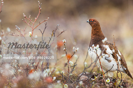 Male Willow Ptarmigan In Spring Plumage, Denali National Park, Alaska.