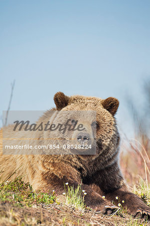 Young Grizzly Bear Rests Along The Spring Tundra In Denali National Park, Alaska.