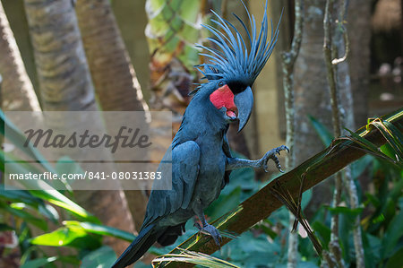 Palm cockatoo (great palm cockatoo) (Probosciger aterrimus), Bali Bird Park, Indonesia, Southeast Asia, Asia