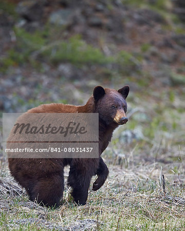 Cinnamon black bear (Ursus americanus), Yellowstone National Park, Wyoming, United States of America, North America