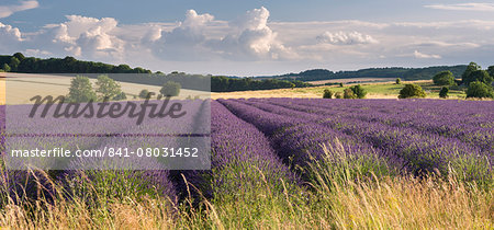 Lavender field in flower, Snowshill, Cotswolds, England, United Kingdom, Europe