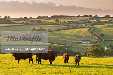 North Devon Red Ruby cattle herd grazing in the rolling countryside, Black Dog, Devon, England, United Kingdom, Europe