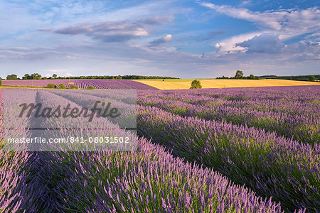 Lavender field in full bloom, Snowshill, Cotswolds, England, United Kingdom, Europe