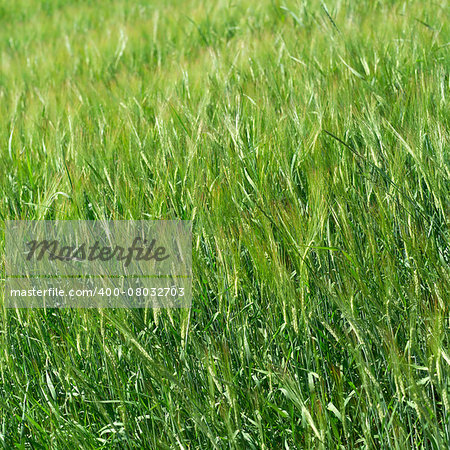 Field of grass full frame