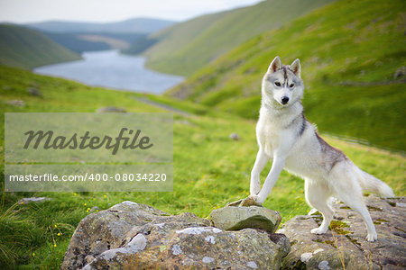 portrait of Siberian Husky dog, Talla, Scotland, UK