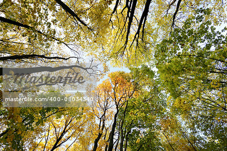 bright picture of colorful autumn trees in the park