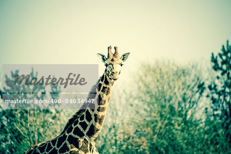 Curious giraffe in the nature