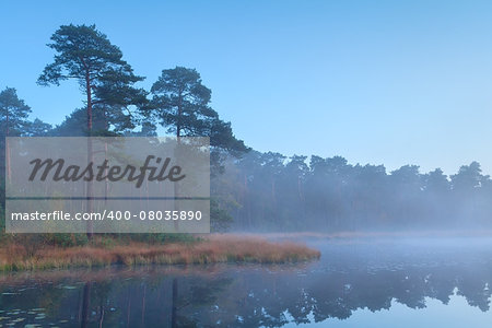 coniferous forest at wild lake after sunset, North Brabant, Netherlands