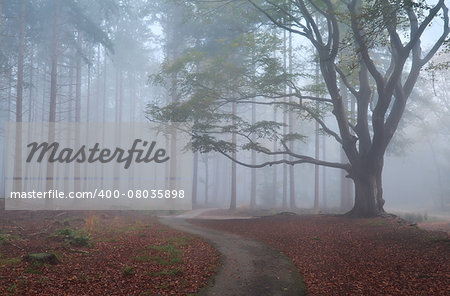 path in misty autumn forest and big beech tree