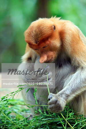 Proboscis Monkeys, Nasalis larvatus, or long-nosed monkeys, the worlds most endangered primates, are endemic to the mangrove forests of the Southeast Asian island of Borneo. Proboscis Monkey Sanctuary, Sandakan, Sabah, Malaysia.