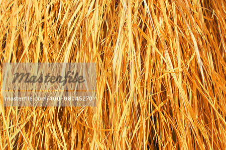 Yellow dry grass background. Dry grass texture.