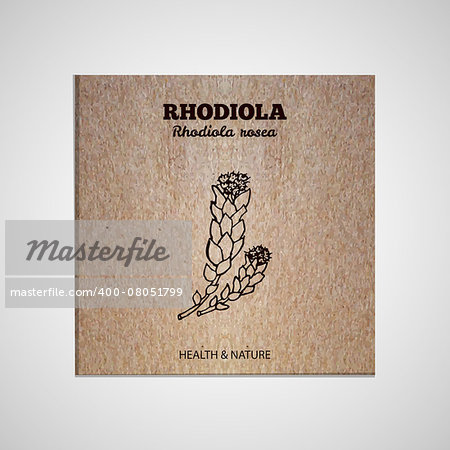 Herbs and Spices Collection - Rhodiola rosea.  Hand-sketched herbal element on cardboard background. Suitable for ads, signboards, packaging and identity designs