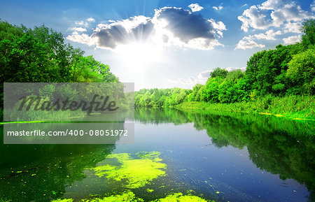 Silent river through the green forest in summer