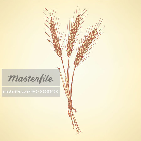 Sketch wheat bran in vintage style, vector