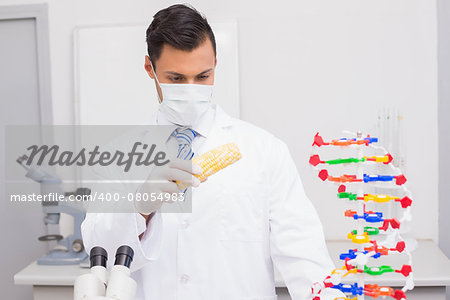 Scientist doing an experimentation on corn in the laboratory