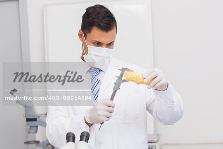 Scientist measuring corn in the laboratory