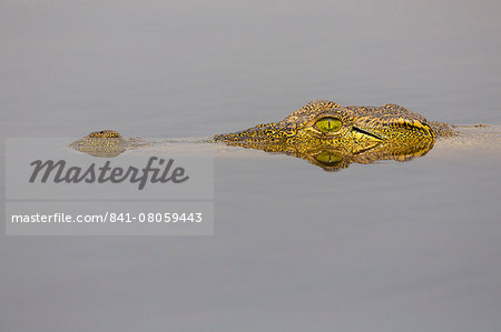Nile crocodile (Crocodylus niloticus) in the Chobe River, Botswana, Africa Nile crocodile (Crocodylus niloticus) in the Chobe River, Botswana, Africa