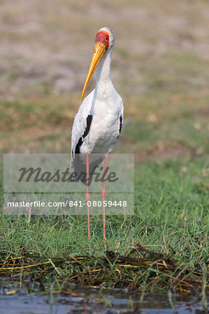 Yellowbilled stork (Mycteria ibis), Chobe National Park, Botswana, Africa Yellowbilled stork (Mycteria ibis), Chobe National Park, Botswana, Africa
