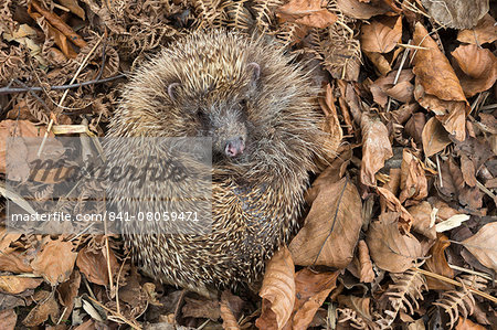 Hedgehog (Erinaceus europaeus)  in autumn leaves, captive, United Kingdom, Europe