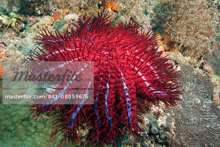 Crown of thorns starfish, Dimaniyat Islands, Gulf of Oman, Oman, Middle East