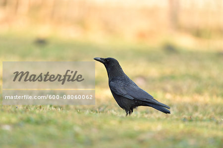 Carrion crow (Corvus corone) standing on a meadow in spring, Bavaria, Germany Carrion crow (Corvus corone) standing on a meadow in spring, Bavaria, Germany