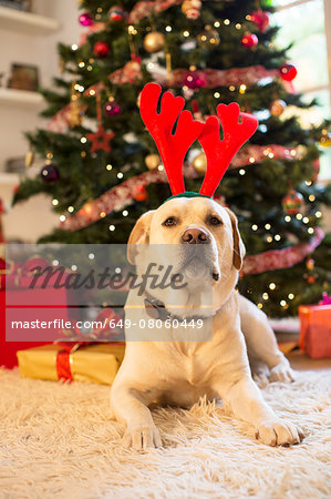 Portrait of labrador retriever wearing christmas antlers