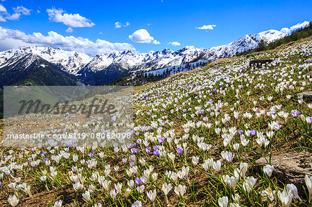 Crocus blooming on the pastures surrounding Cima Rosetta in the Orobie Alps, Lombardy, Italy, Europe