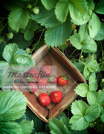 Strawberries in box