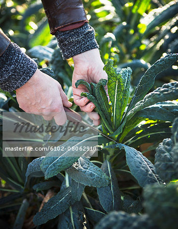 Mans hand cutting kale