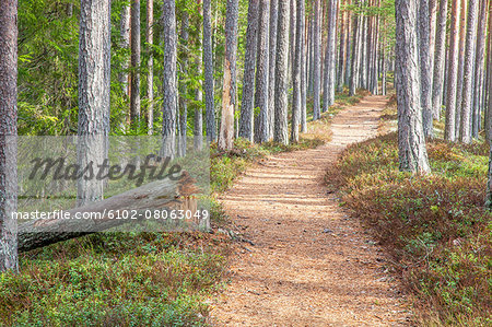 Road trough forest