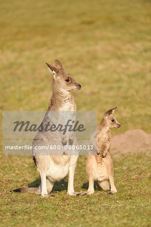 Eastern Grey Kangaroo (Macropus giganteus) Mother with Joey on Meadow in Spring, Bavaria, Germany