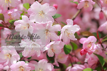 Cherry blossoms