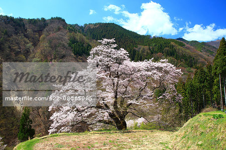 Cherry blossoms