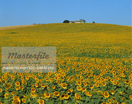 Sunflower field