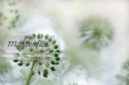 Japanese Aralia