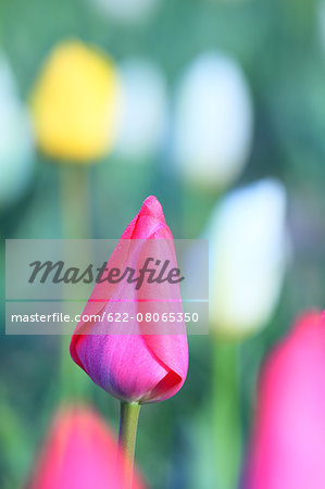 Tulip Tulip