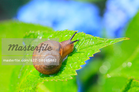 Snail on a leaf