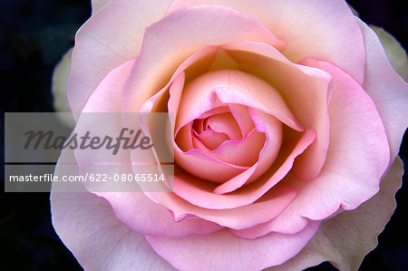 Rose Flower