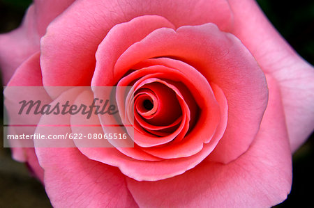 Rose Flower