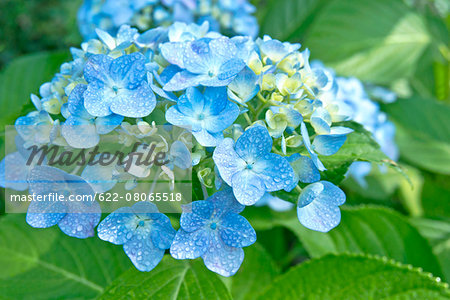 Hydrangea