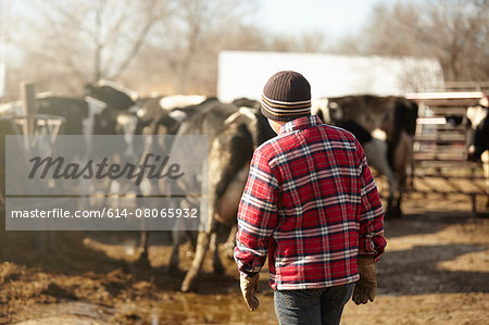 Rear view of boy herding cows in dairy farm yard