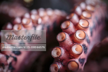 Octopus for Sale